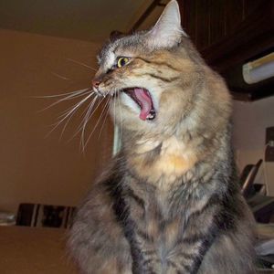 Meet your Posher, Jackie